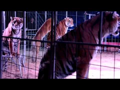 Carmen Zander Tiger Event Show 2011     YouTube