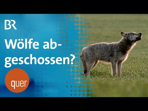Drei Wolfsrudel in Bayern verschwunden: Waren es Wilderer? | quer vom BR