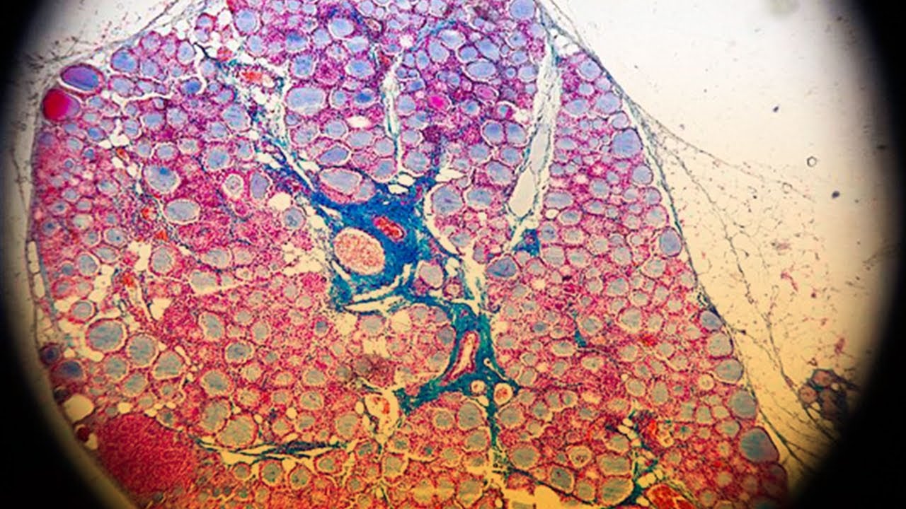 Carlos Gustavo Rivera Robledo-13