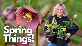 Spring Kickoff! 🌸 New Hellebore, Cleanup & Starting Gomphrena