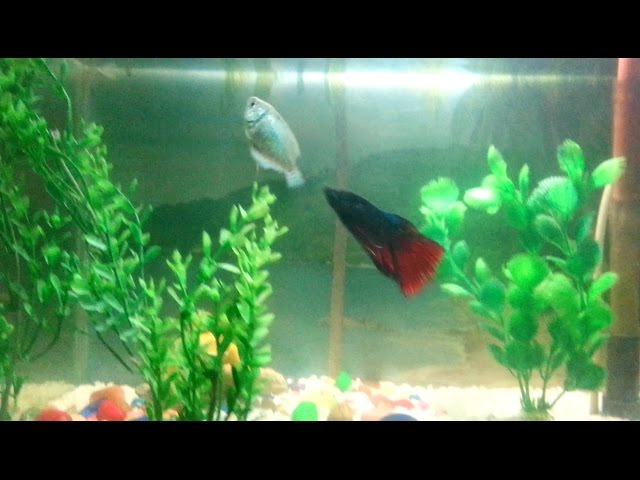 Betta fish attacking Dwarf Gourami