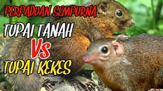 Download lagu 🛑SUARA PERPADUAN TUPAI TANAH DAN TUPAI KEKES UNTUK PIKAT TERBAIK mp3 Download lagu 🛑SUARA PERPADUAN TUPAI TANAH DAN TUPAI KEKES UNTUK PIKAT TERBAIK mp3