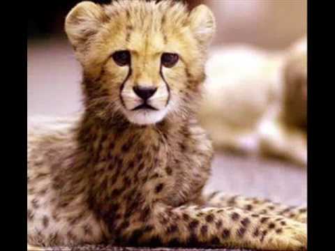 Cachorrada - Gabriel, O Pensador