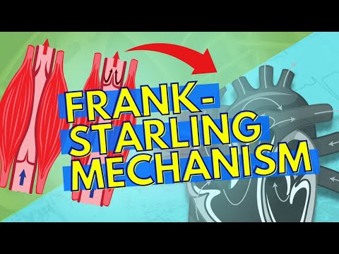 Regulating Stroke Volume, Skeletal Muscle Pump and Frank-Starling Mechanism