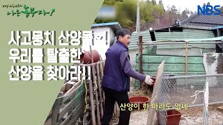 [표고꽃 필 무렵] 산양 실종 사건?!