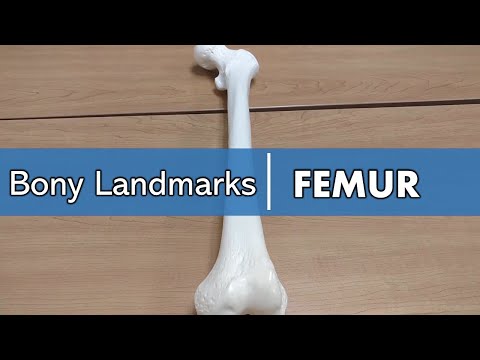 bony landmarks of the femur