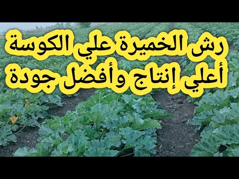 , title : 'رش الخميرة علي الكوسة أقوي مجموع خضري وأعلي تزهير وأعلي إنتاج للفدان'