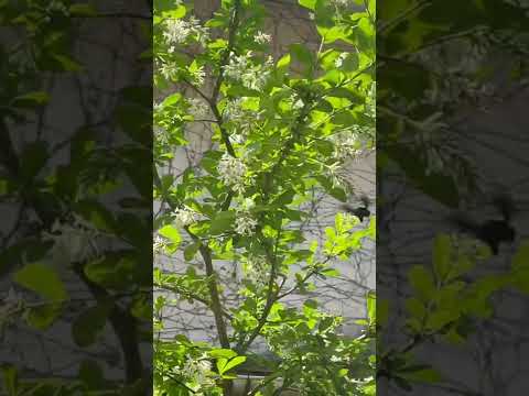 イボタノキ(花序)