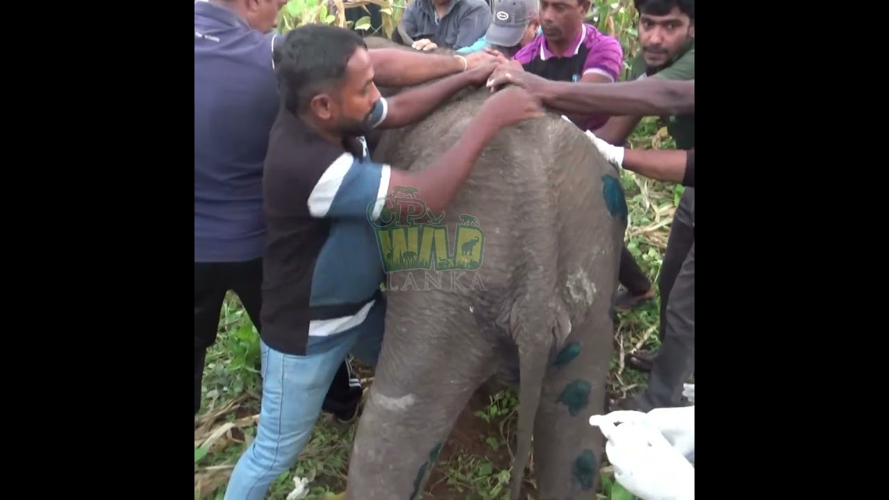 Rescuing and Treating an Injured Baby Elephant 🐘❤️