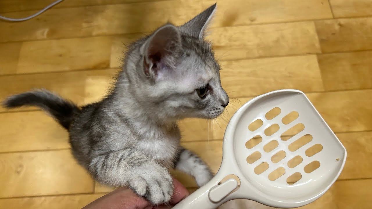 帰ってきた掃除妨害猫