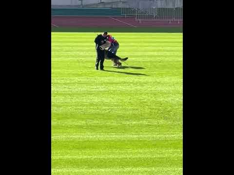 V18 Quintus Team Ulmental - BSZS 2022 Nurnberg - TSB - Bite work -