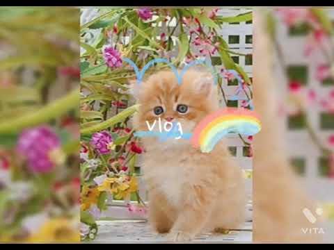 cute kitten cat pictures