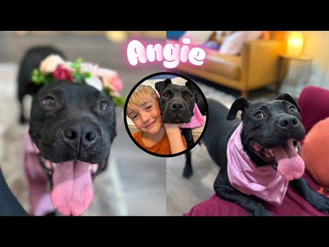 Angie Short Stack of Snuggles, an adoptable Pit Bull Terrier in Louisville, KY_image-1