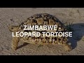 Zimbabwe Leopard Tortoise