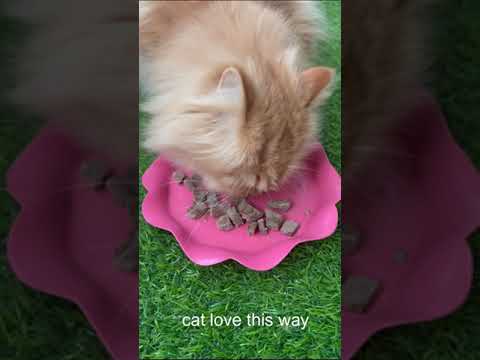 can cat eat liver ?