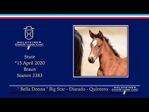 Holsteiner Online-Fohlenauktion 2020 - Bella Donna