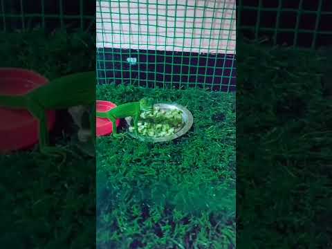 iguana baby Feeding vegetable