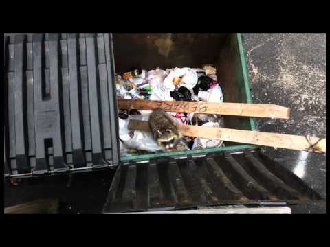 Nate & Ryan Rescue Rangers - Episode 1: Raccoon Rescue