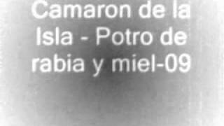 camaron de la isla potro de rabia y miel