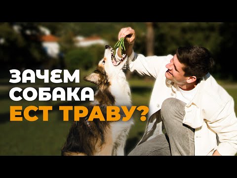 Dog eats grass 🐕 Harmful habit or healthy ritual