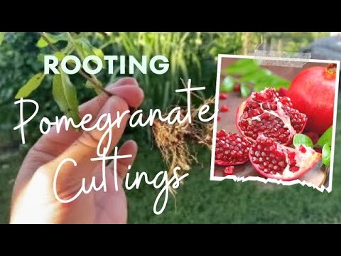 , title : 'Pomegranate Cutting Rooting Tutorial'