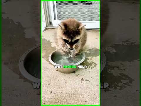 Why Do Raccoons Wash Their Food?