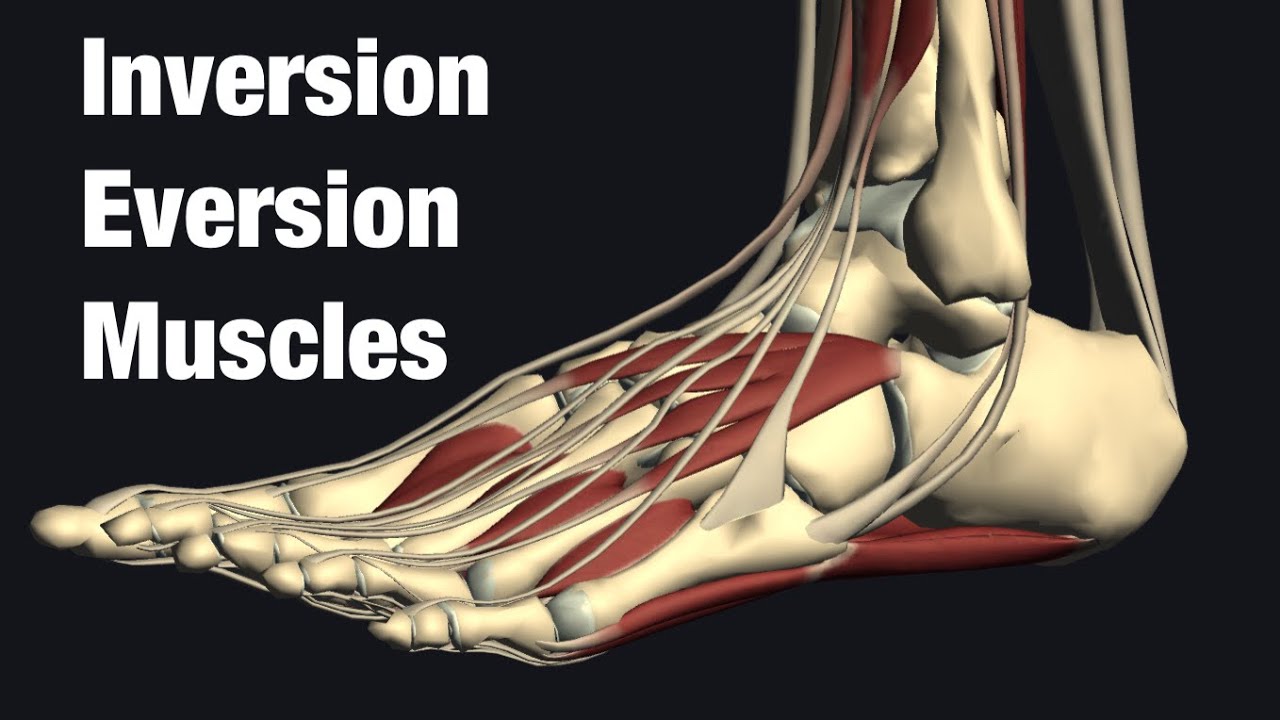 Muscles anatomy of ankle inversion and eversion