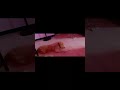 Rugged Dog Cute Dog Goldenretriever Golden Retriever Reels Pet Puppy Funnyvideos Funny