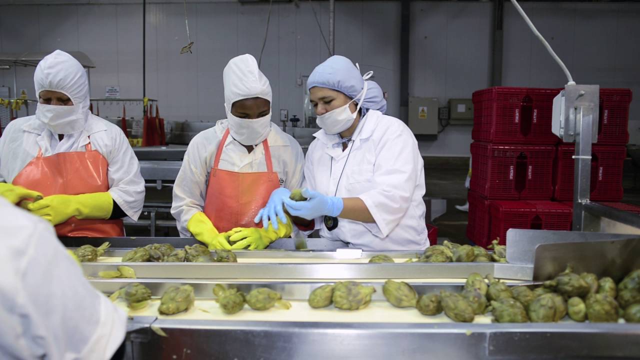 Seguridad y Salud en el trabajo en el sector agroindustrial - YouTube