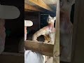 Worlds Strongest Kangaroo Shorts Animals Giant Kangaroo Zoo