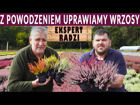Jak uprawiać wrzosy z sukcesem. Konkretne porady eksperta.