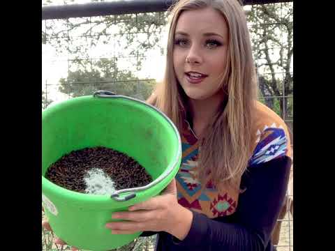YouTube video about: How to get a horse to eat powdered supplements?