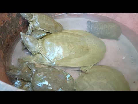 EP832-P2 - Tiksay : Soft-Shelled Turtle | Catch and Cook