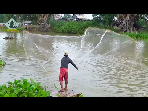 Cast net fishing catching Tilapia
