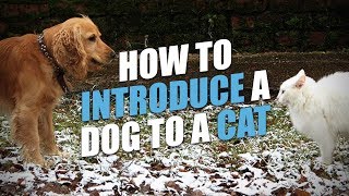 How To Introduce A Dog To A Cat
