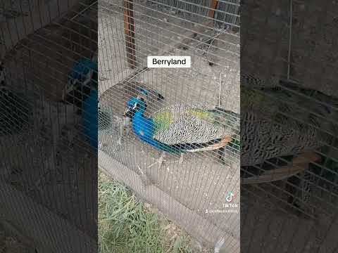 Complex Recreativ  Berryland