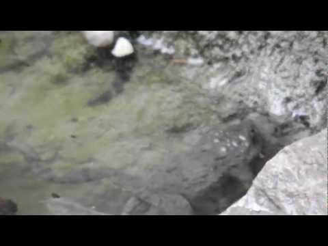 Bombina variegata variegata males displaying mating behavior