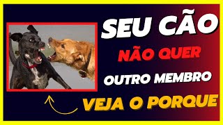 5 formar simples de adestrar seu cão veja como fazer a convivência com outro animal muito eficiente