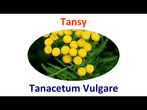 Tansy Permaculture Uses, Cultivation, Propagation & Companion Plants
