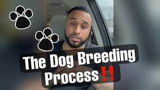 The Dog Breeding Process Explained!