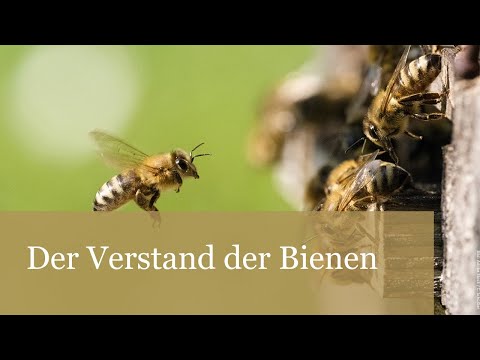 , title : 'Der Verstand der Bienen'