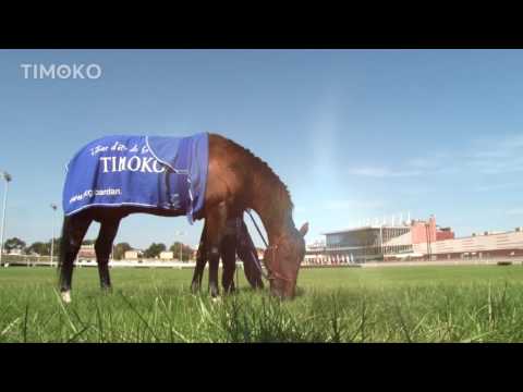 #GrandPrixduBourbonnais : Timoko, un favori dans la course
