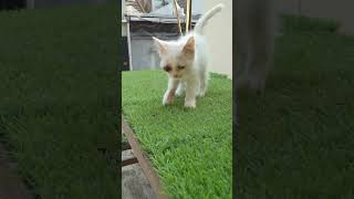 Download lagu BELI KUCING 50RIBU VS 50 JUTA #kucing #kucinglucu #kucingimut mp3