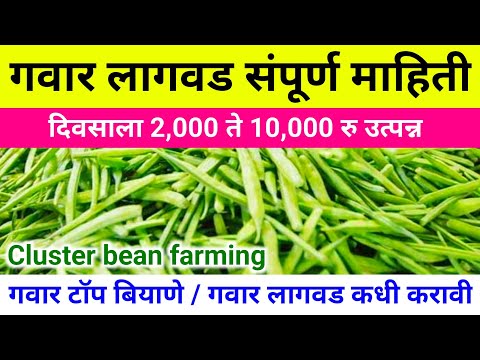 गवार लागवड | दररोज 2000 रु उत्पन्न | गवार बियाणे | गवार खत औषधे फवारणी | Clusterbean | gavar lagwad
