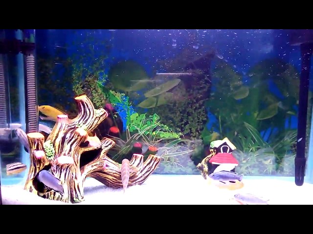 New SOBO aquarium tank with cichlids fish..