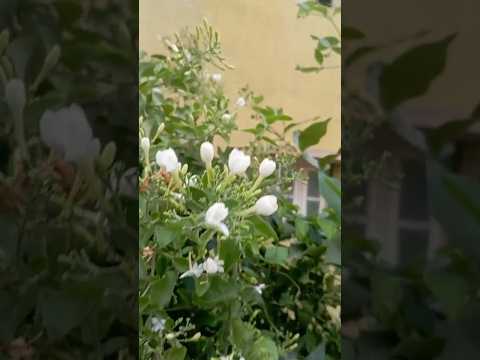 Jajimalle #shortsyoutube #shorts #shortsvideo #shortsfeed #flowers