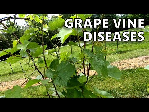 , title : 'A Look at a Few Grape Vine Diseases'