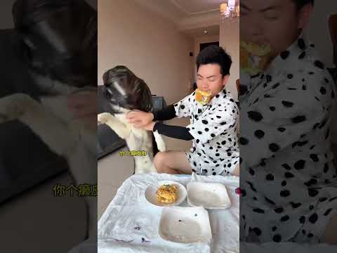 狗：我不是真的人，你是真的狗！ #人和狗總要瘋一個系列 #誰家還沒個傻狗 #萬物可愛計劃 #斑點狗大戰哈士奇 #萌寵出道計劃