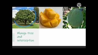 HYDROLOGY (INTERCEPTION)