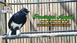 Download lagu Suara Burung Kacer Bikin Lawan Emosi Gacor, Pancingan Kacer Agar Cepat Tarung Gacor mp3